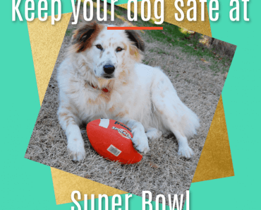 7 Tips to Keep Your Dog Safe at a Super Bowl Party