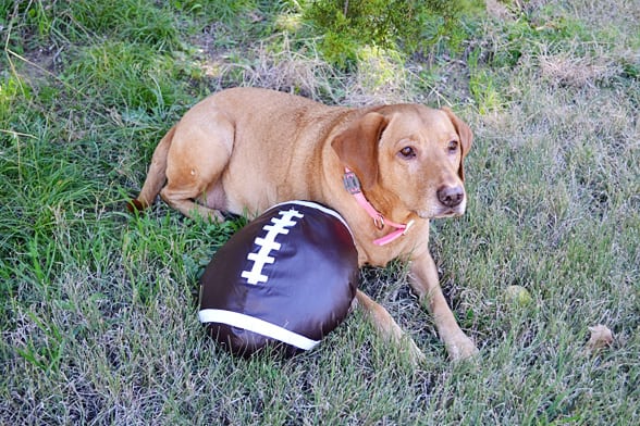 dog with football toy