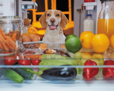 Are Plant-Based Diets Good for Dogs?