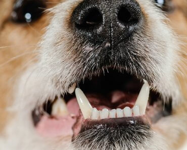 Bad Dog Breath — 8 Home Remedies