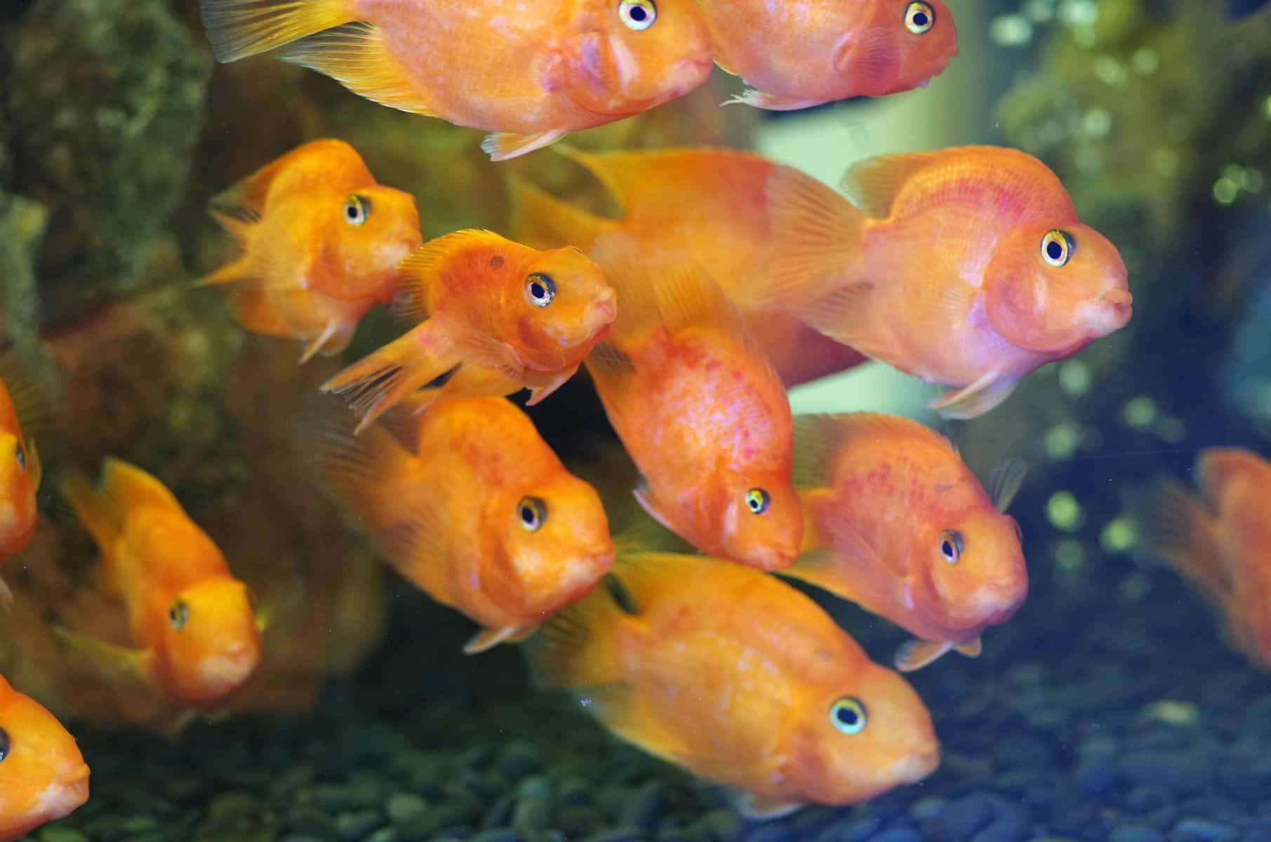 group of blood parrot fish