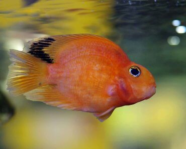Blood Parrot Fish Care Guide And Profile