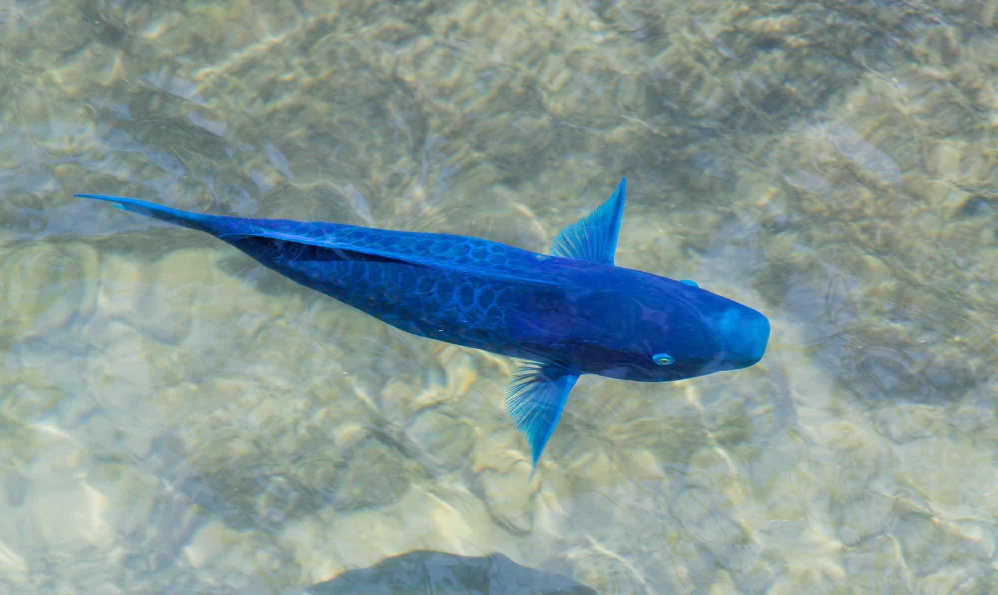 top view of blue parrotfish
