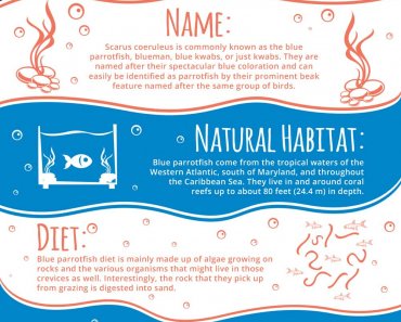 Blue Parrotfish (Scarus Coeruleus) Facts & Information