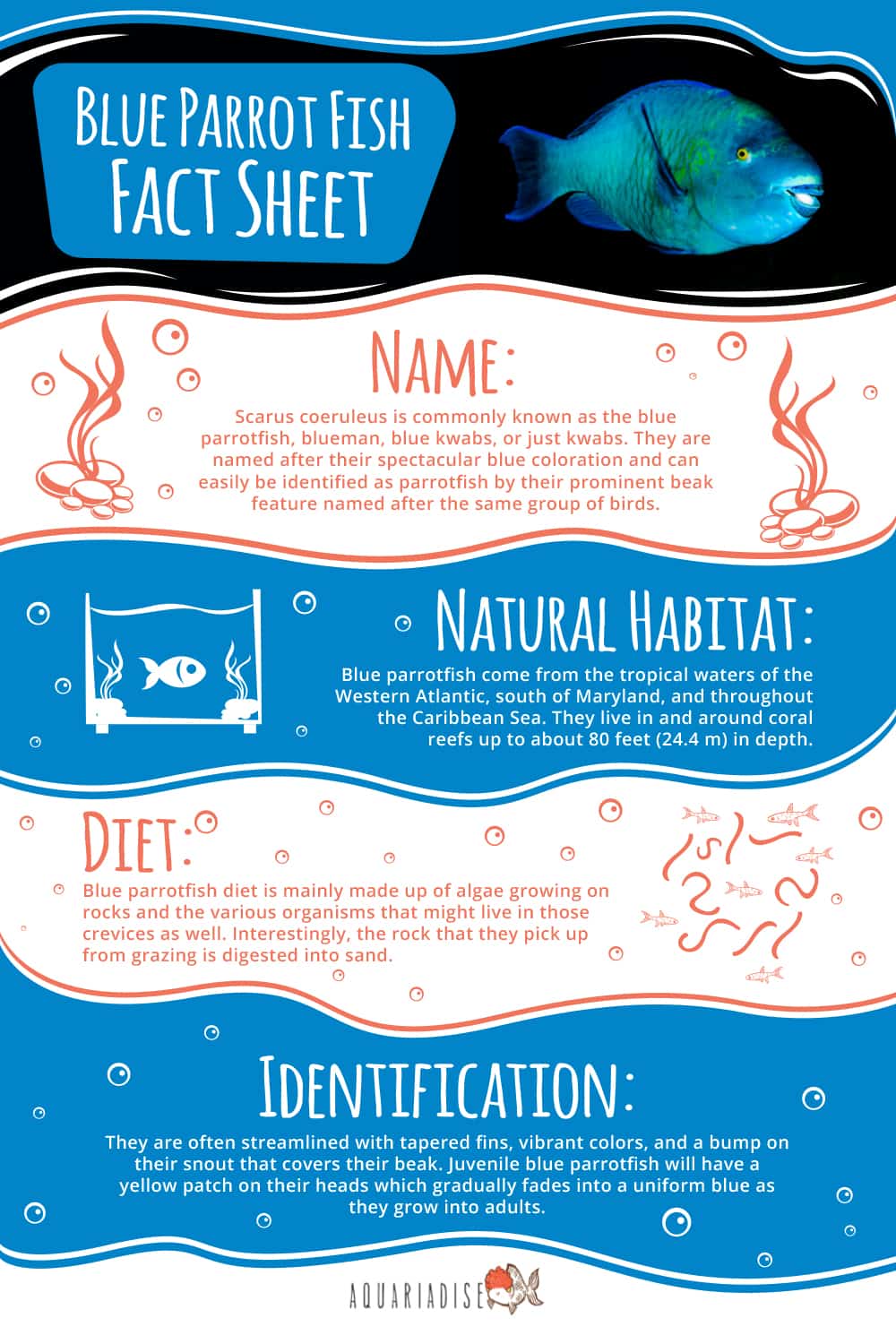 Blue Parrotfish Fact Sheet Infographic 