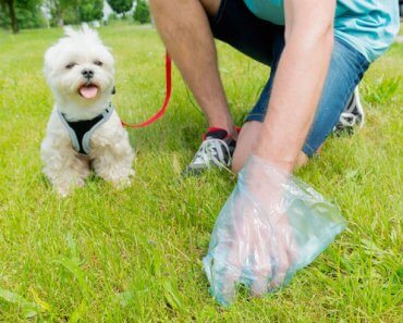 Dog Pooping Blood? Here’s What to Do Next