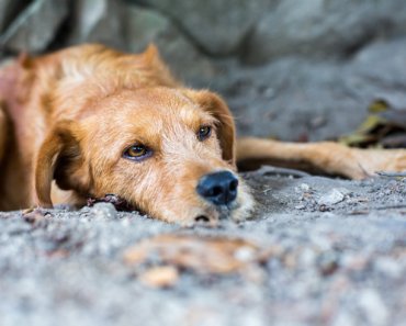 Dognapping: How to Protect Your Dog and Get Him Back If He’s Stolen