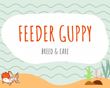 Feeder Guppy: How To Breed & Care For Feeder Fish