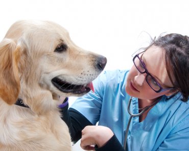 How to Make Your Dog’s Vet Visit Less Scary