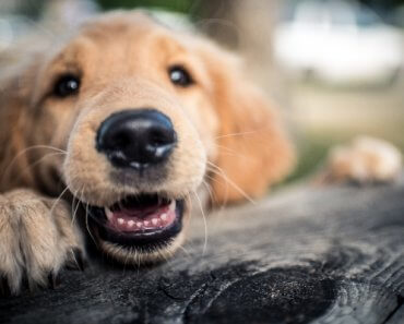 Is Your Dog Losing Teeth? Find Out If It’s Normal