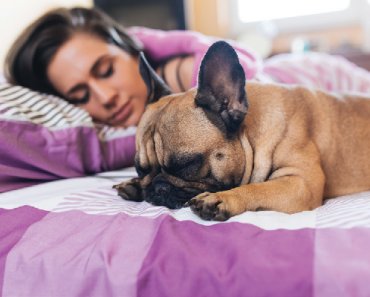 Is Your Dog Restless at Night? Here’s What’s Going On