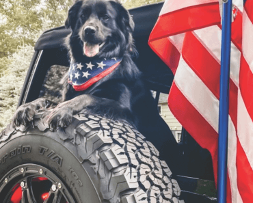 Meet Bear — the First Jeep Dog