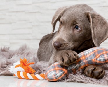What Are Heartbeat Toys? And Does Your Puppy Need a Heartbeat Toy?