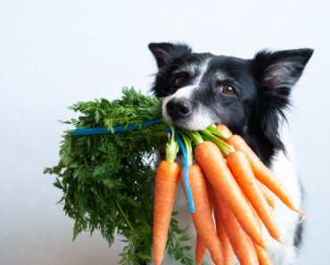 Why your dog should eat fruits and veggies