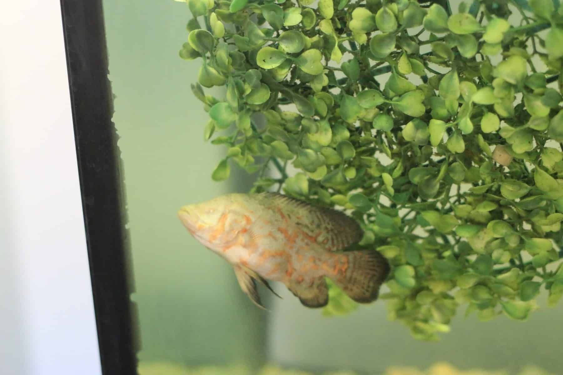albino oscar fish in aquarium