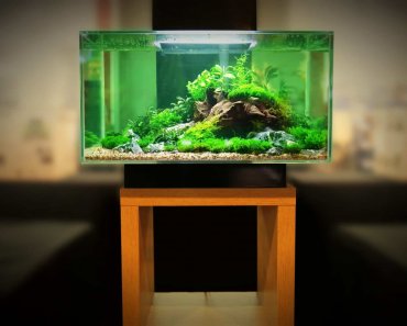 Best Aquarium Stands For Your Tank Setup!