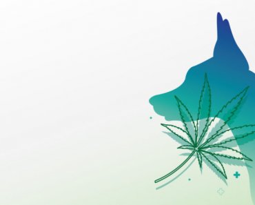 Choosing a CBD product for your dog: the major difference between treats, tinctures, and tablets