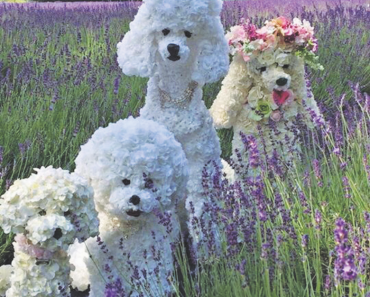 Impawssibly Elegant Dog Sculptures