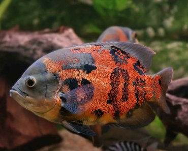 Oscar Fish Species Profile And Care Guide