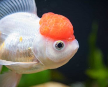 Redcap Oranda Fancy Goldfish Profile And Care Guide