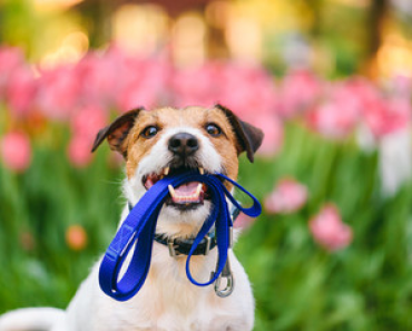 Tips for Taking Care of Your Dog in the Spring