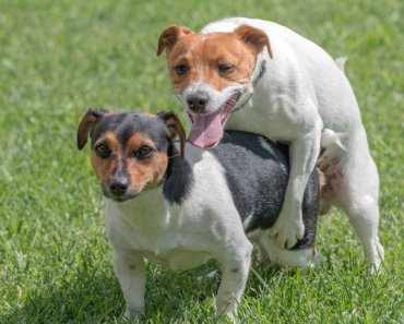 Why Do Female Dogs Hump? Reasons for Female Dog Humping