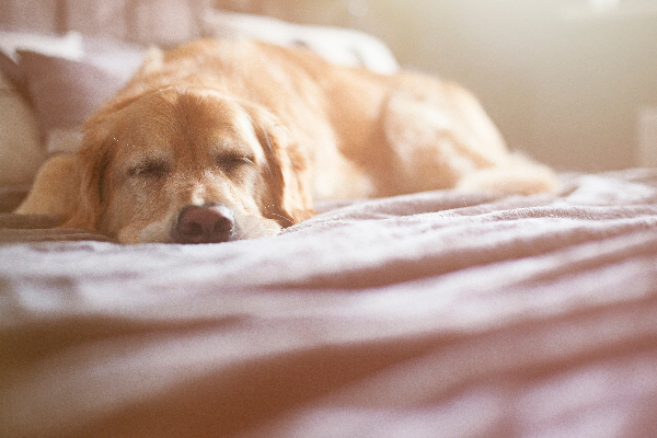Why is your dog vomiting white foam? A sick or sleeping Retriever dog, lying down.