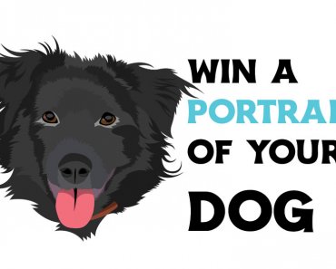 Win a Portrait of Your Dog!