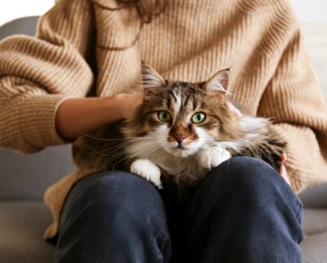 5 upsides of being a cat lady