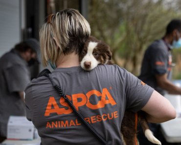 Animal Control Officers – the unsung heroes of animal rescue