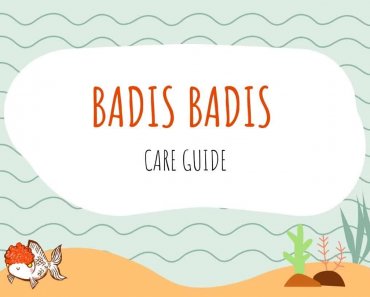 Badis Badis Profile And Care Guide