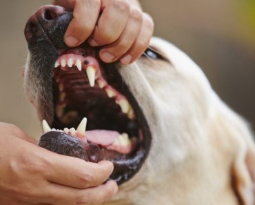 Easy-to-spot signs of dental problems in dogs (and how to prevent them)
