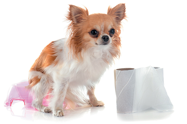 A small dog about to poop, potty training with a roll of toilet paper.