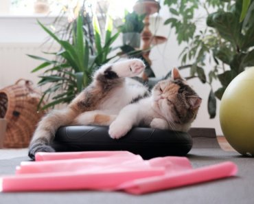 How much exercise does your cat need?