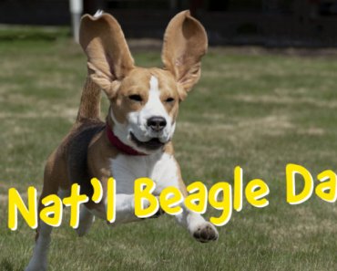 National Beagle Day