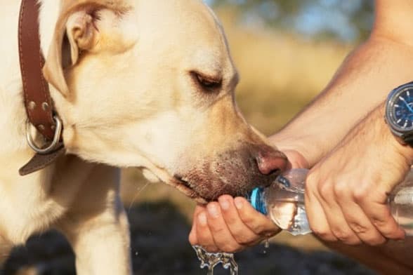 Dog-drinking-water-on-hot-day