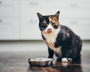 Tips for Maintaining a Healthy Diet for Your Cat
