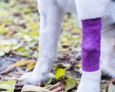 Why you should improve your pet first aid skills