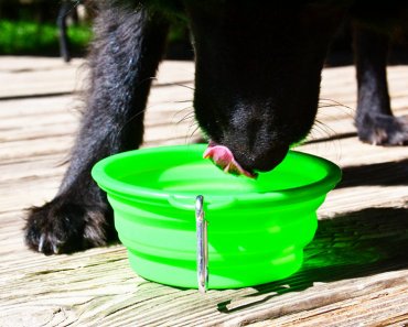 Win a Set of 3 Collapsible Dog Bowls!