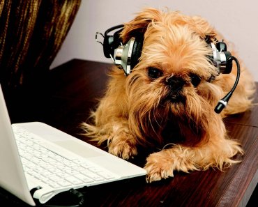10 Podcasts to Bark About