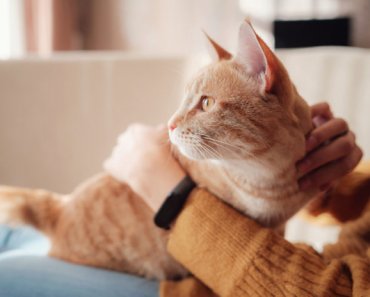 6 ways to calm a stressed cat