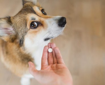 Can I give human medications to my dog or cat?