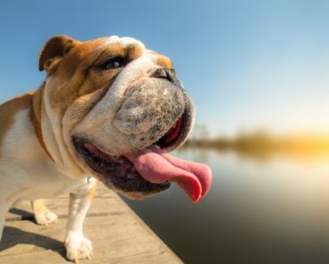 Dog Temperature: Everything You Need to Know, According to a Vet