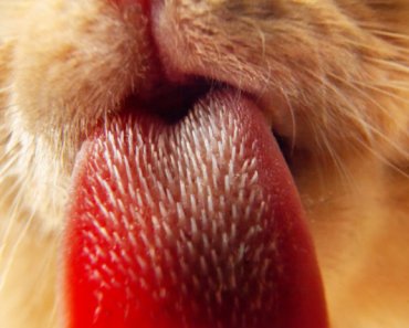 How do a cat’s five senses compare to ours?