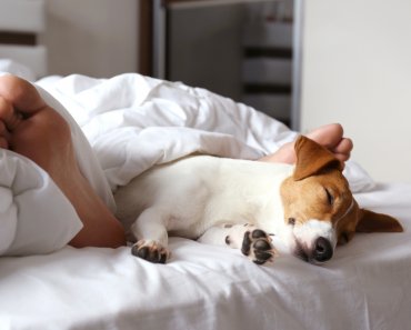 Is sleeping next to your dog good for you?