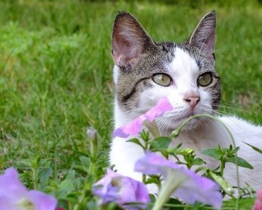 Seasonal Pet Allergies: What To Look For & How To Handle