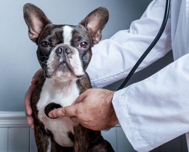 What to Know About Your Dog’s Pulse