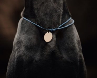 Your Guide to Dog ID Tags
