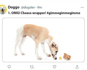 9 Things Dogs Would Tweet if They Could