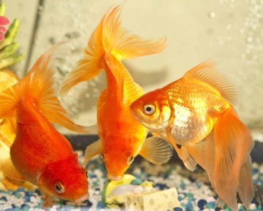 Goldfish Tankmates: Well-Matched Companions For This Humble Fish